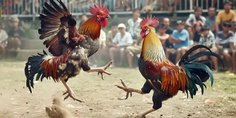 Hình thức đá gà hấp dẫn trên nhà cái Dabet